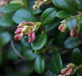 Vaccinium vitis-idaea. Верхушка побега с нераспустившимися соцветиями. Московская обл., Раменский р-н, окрестности д. Хрипань, просека под ЛЭП. 18.05.2009.