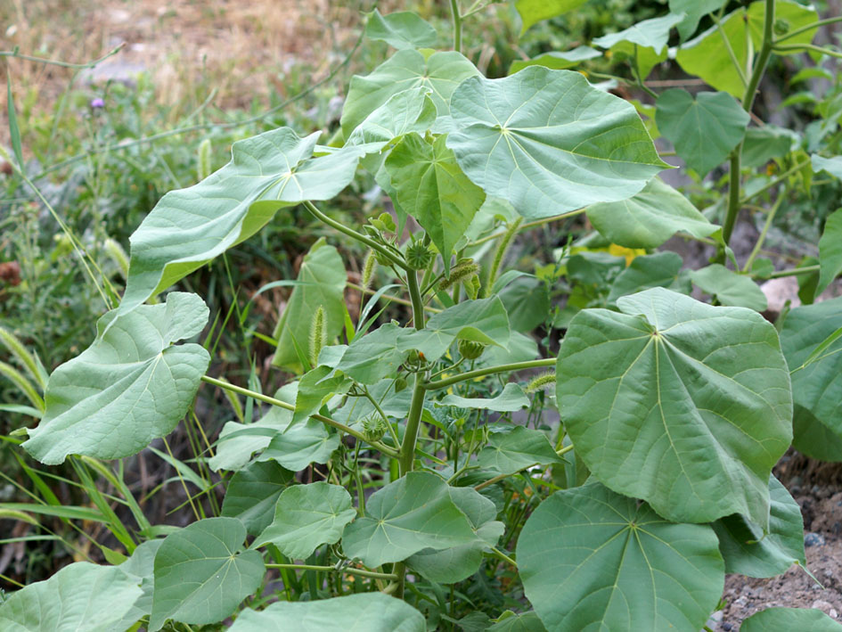 Изображение особи Abutilon theophrasti.