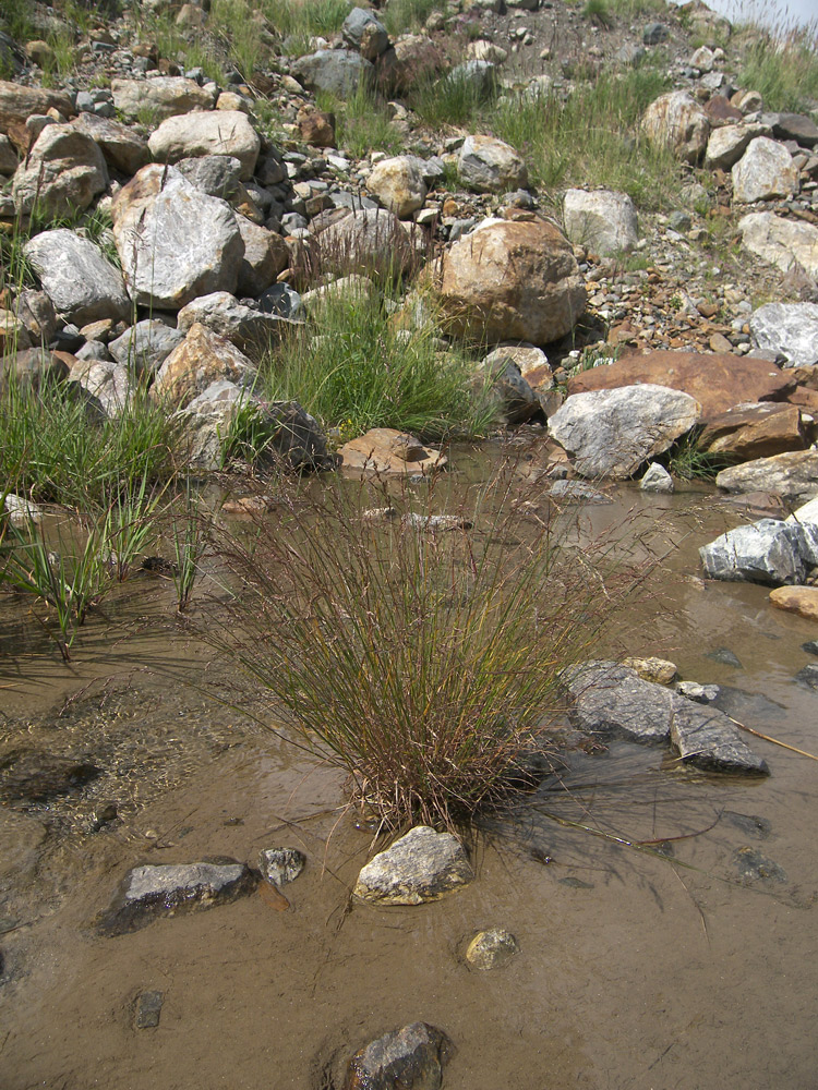 Image of Colpodium versicolor specimen.