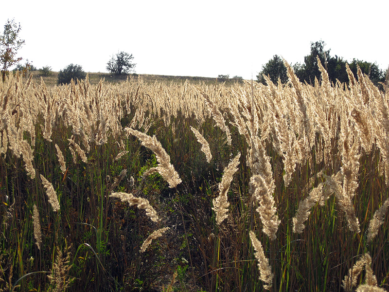 Image of Calamagrostis epigeios specimen.