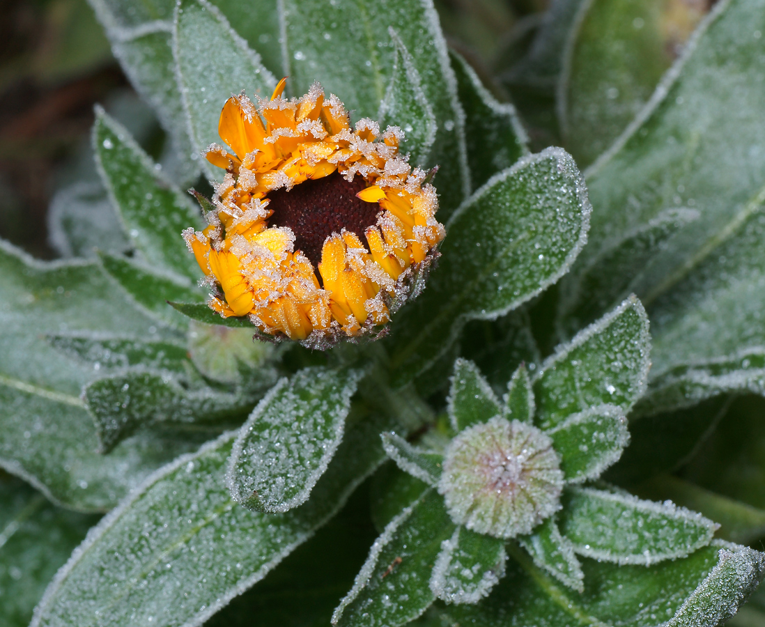 Изображение особи Calendula officinalis.