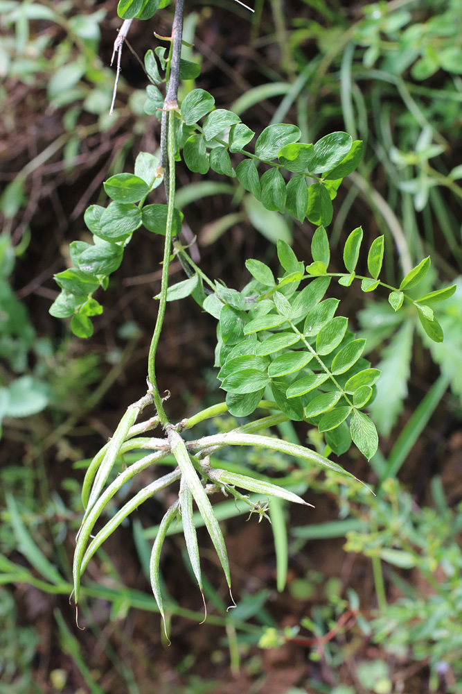 Image of Astragalus variegatus specimen.