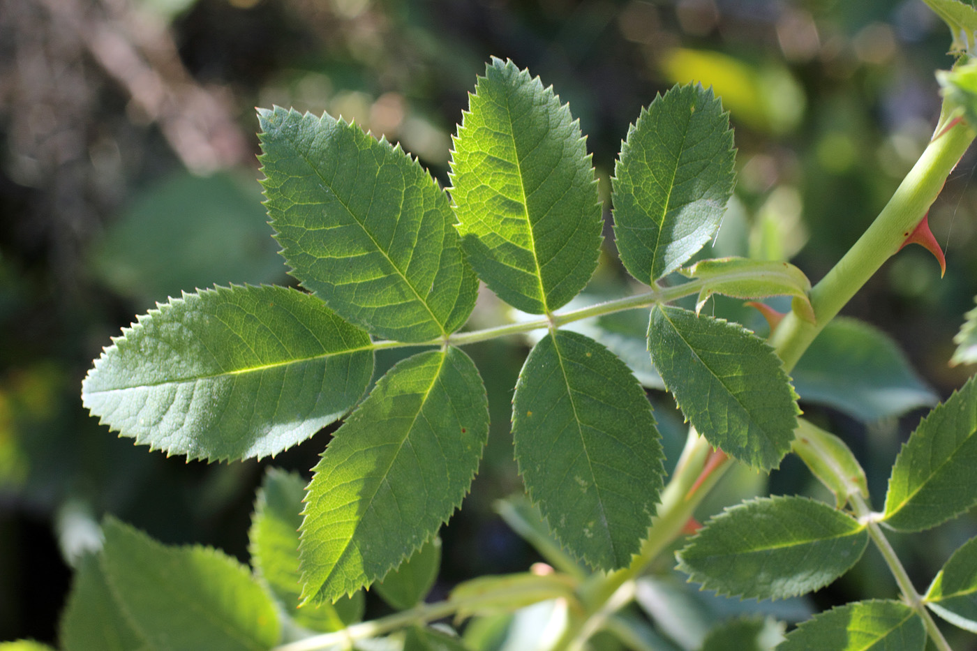 Image of Rosa corymbifera specimen.