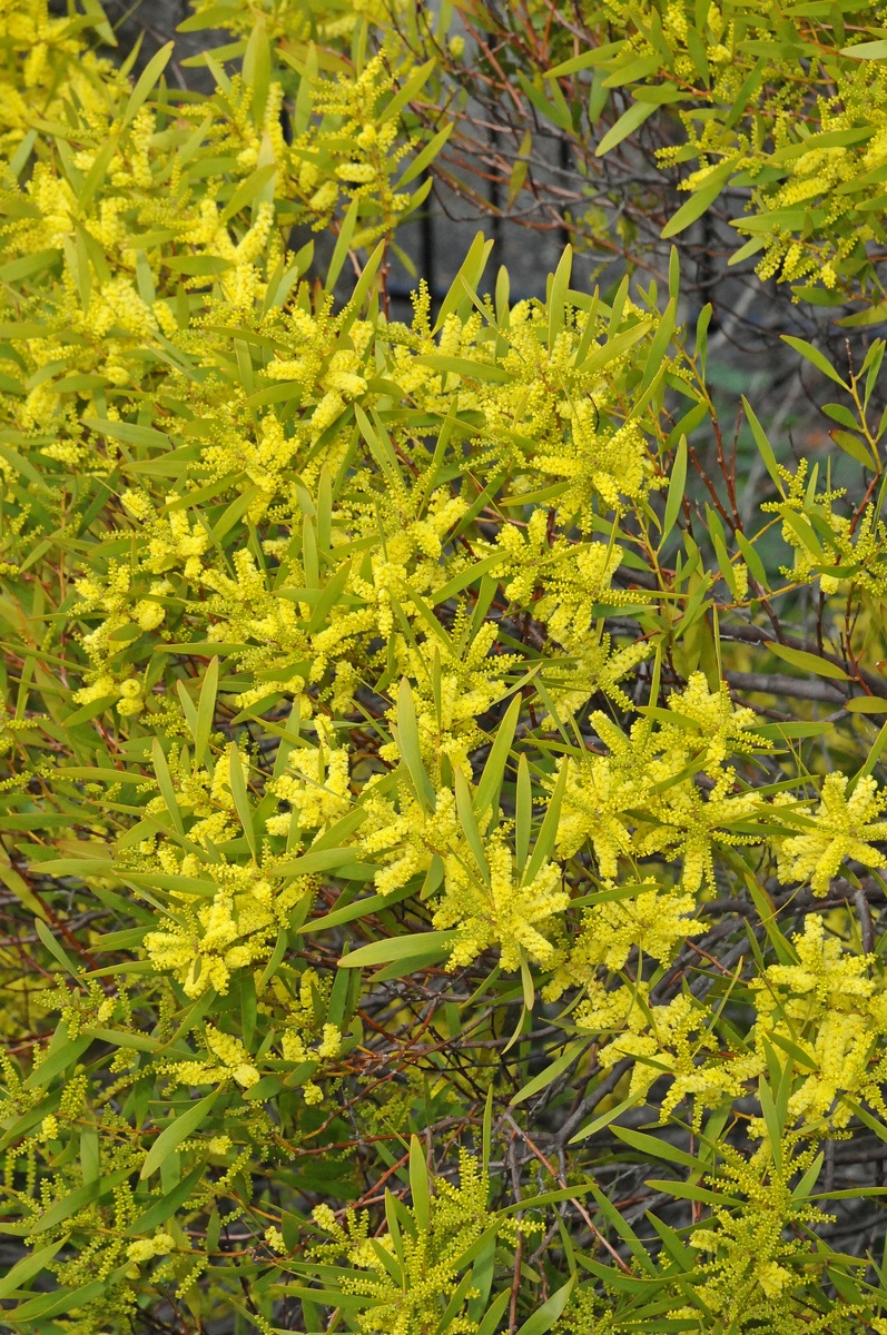 Image of Acacia longifolia specimen.