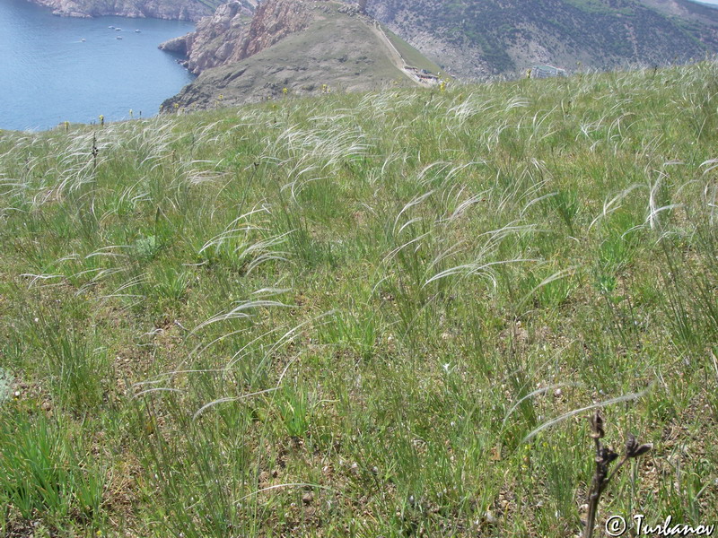 Изображение особи Stipa heterophylla.