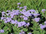 Ageratum houstonianum. Верхушки цветущих растений. Иркутск, в культуре. 29.07.2014.