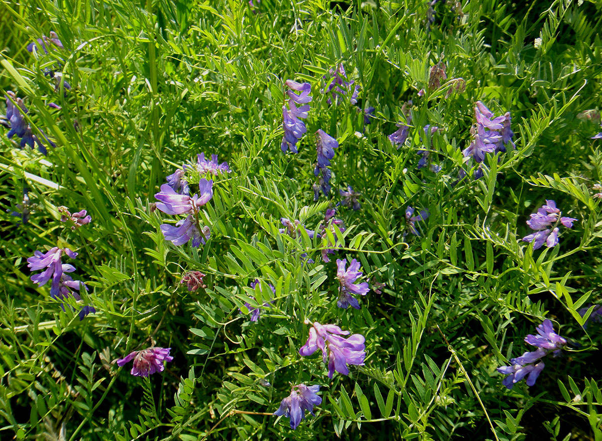 Image of Vicia multicaulis specimen.