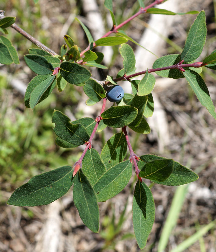 Изображение особи Lonicera stenantha.