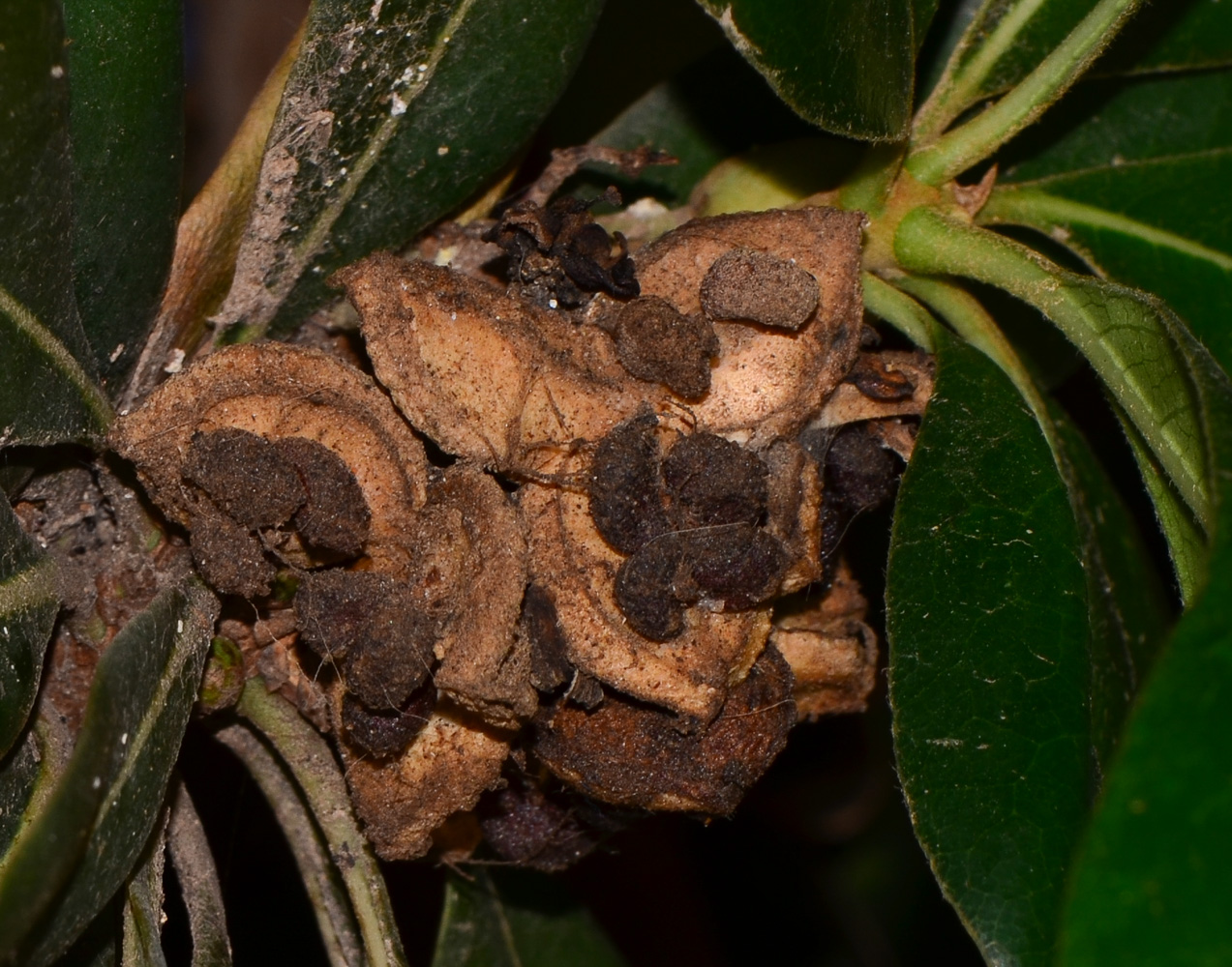 Image of Pittosporum tobira specimen.