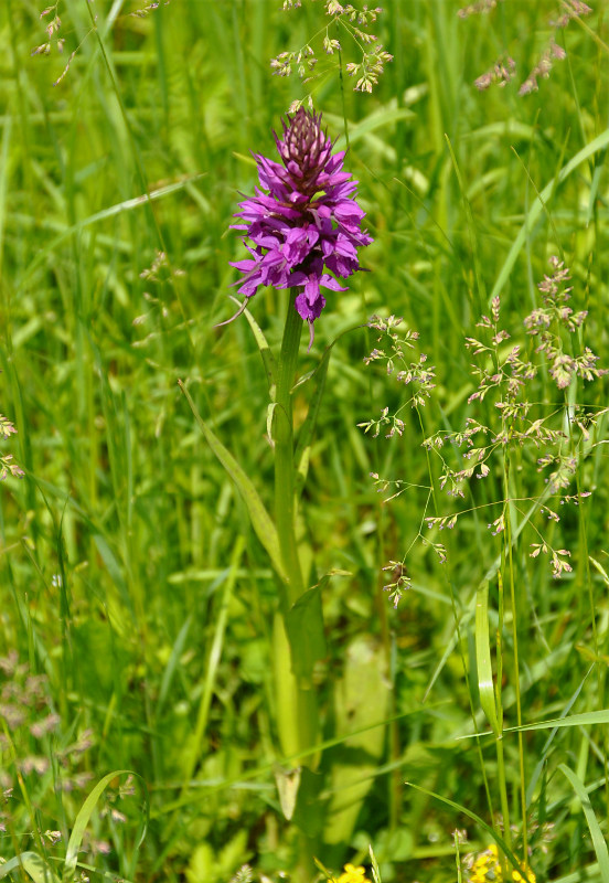 Image of Dactylorhiza urvilleana specimen.