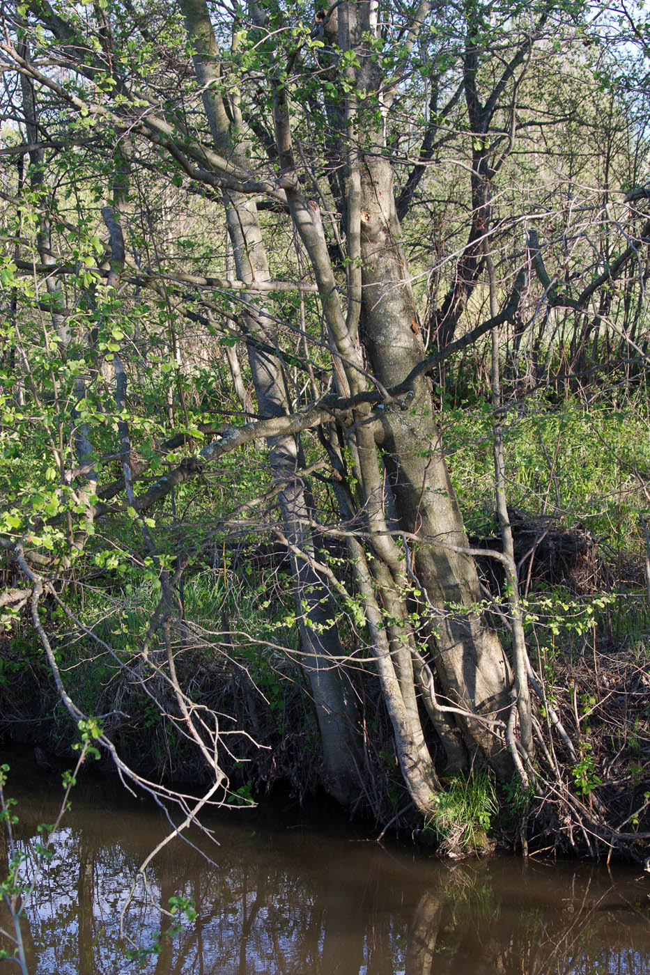 Image of Alnus incana specimen.