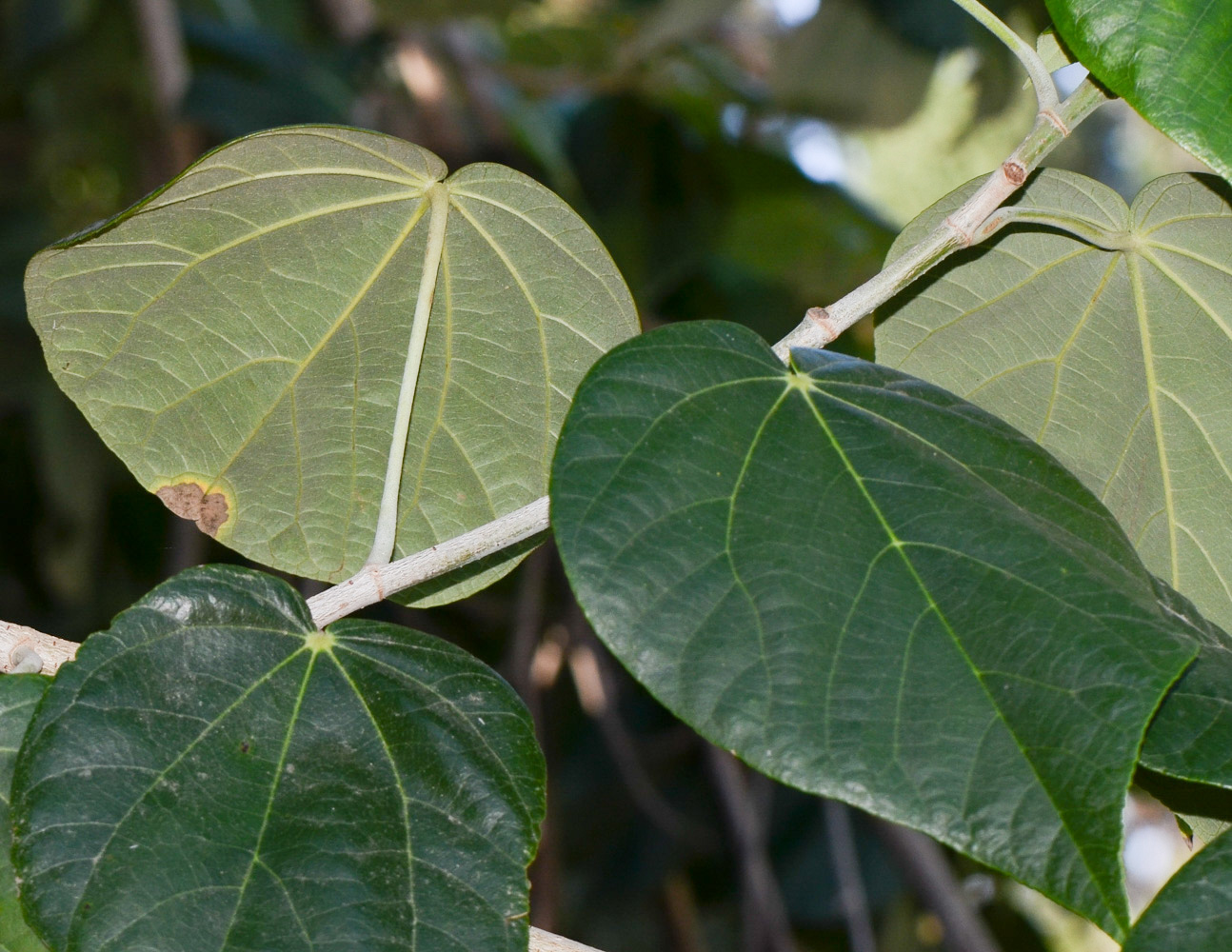 Image of Hibiscus elatus specimen.