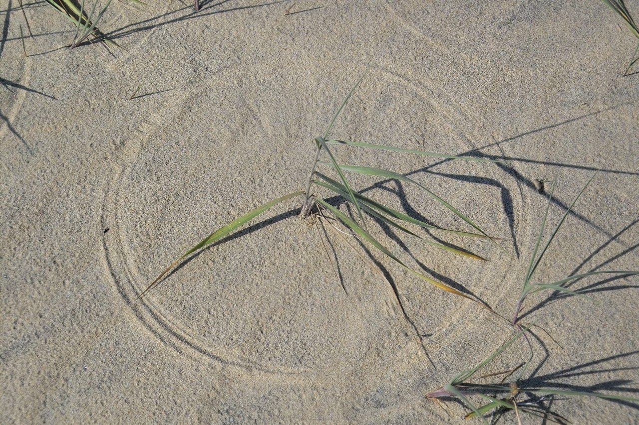 Image of familia Poaceae specimen.