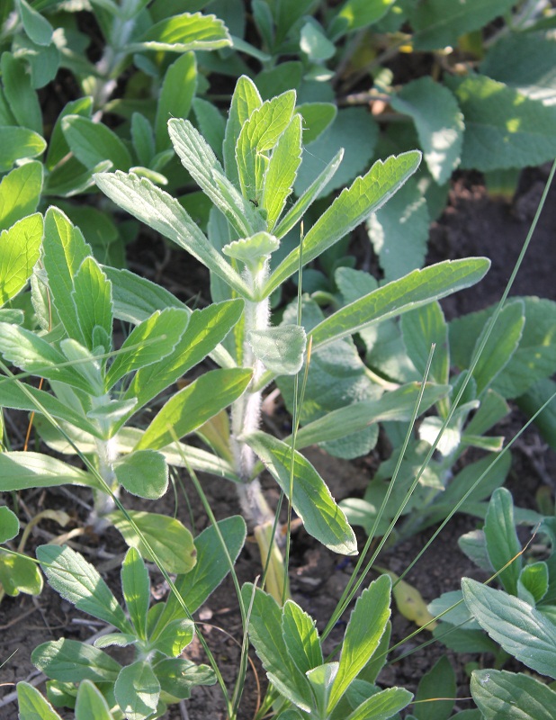 Image of Ajuga laxmannii specimen.