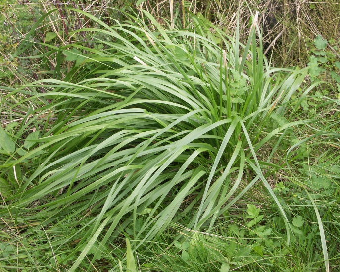 Изображение особи Festuca arundinacea.