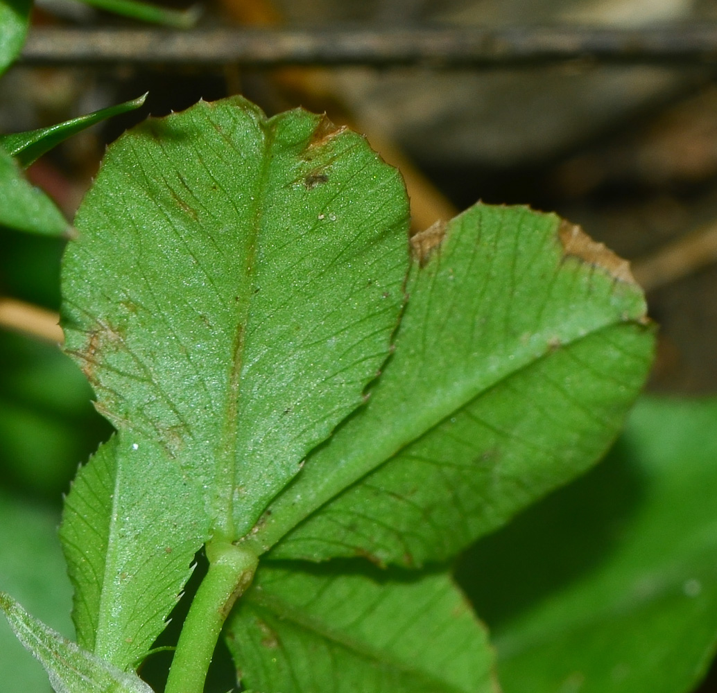 Image of Trifolium spumosum specimen.