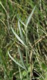 Astragalus ucrainicus. Верхушка листа. Крым, западное побережье, мыс Лукулл, степь. 15 мая 2016 г.