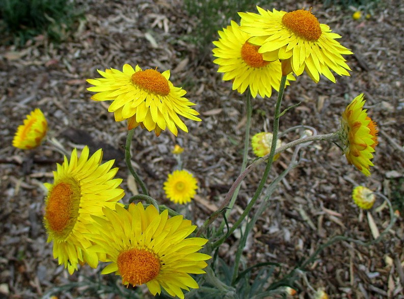 Image of Xerochrysum bracteatum specimen.