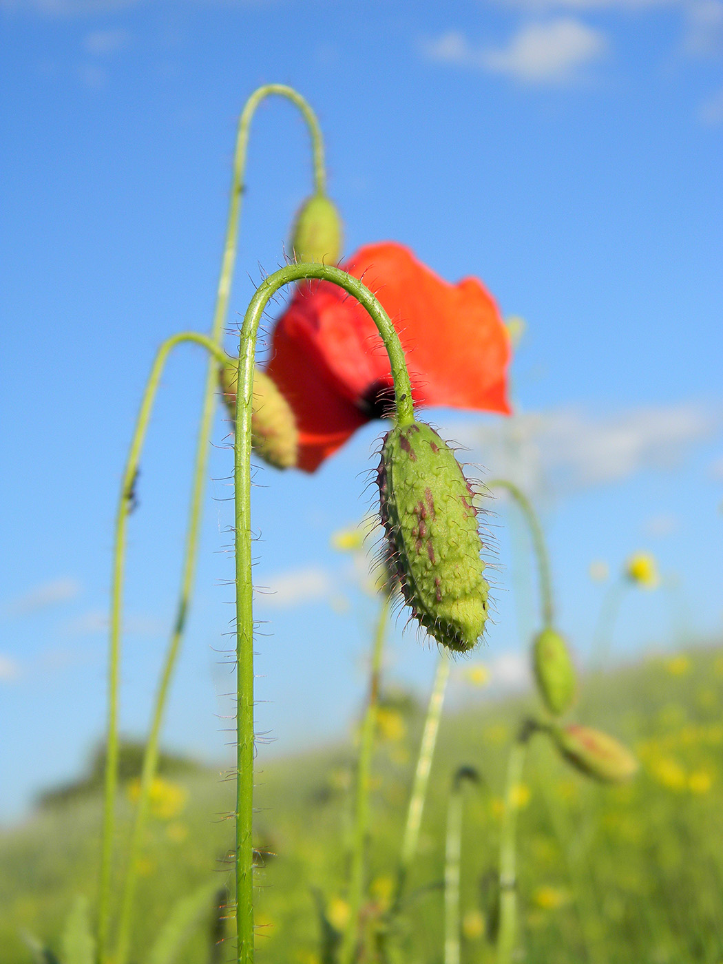 Image of Papaver rhoeas specimen.