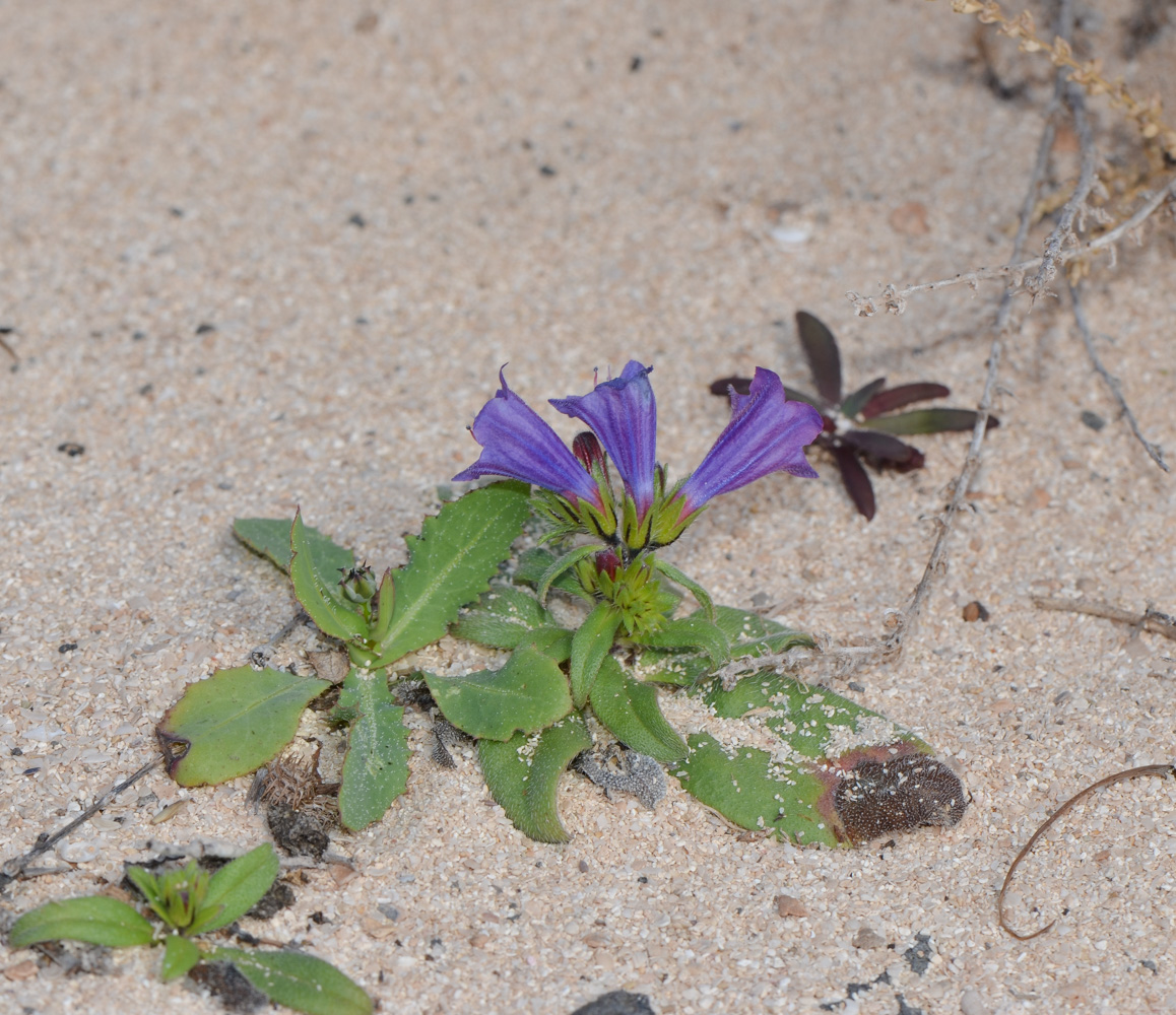 Image of Echium bonnetii specimen.