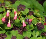 Oxalis tetraphylla