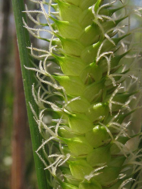 Image of Carex rostrata specimen.