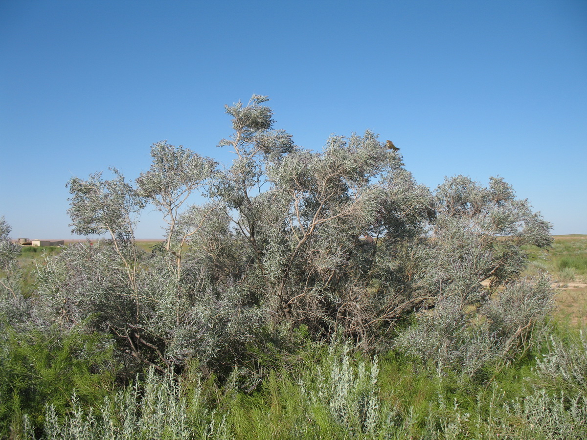 Image of Ammodendron bifolium specimen.