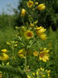 Lysimachia vulgaris