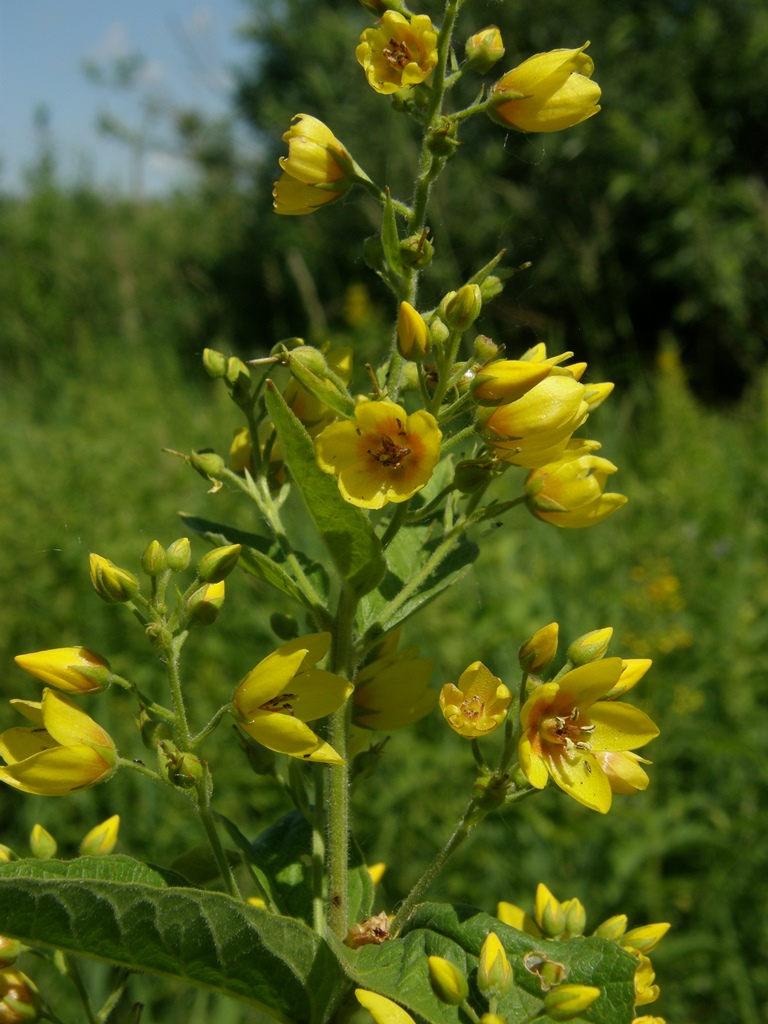 Image of Lysimachia vulgaris specimen.