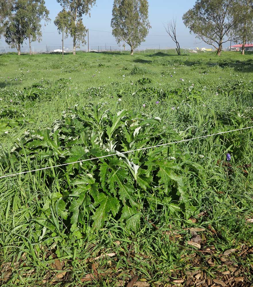 Image of Cynara syriaca specimen.