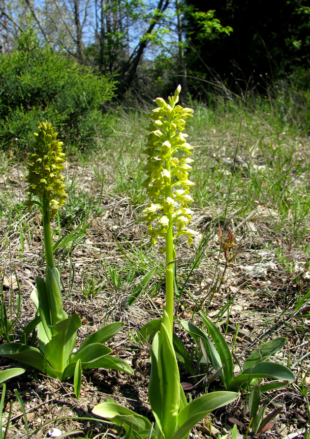 Изображение особи Orchis punctulata.