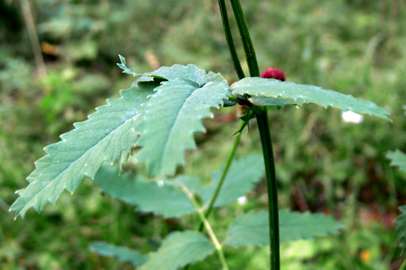 Изображение особи Sanguisorba officinalis.