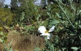 Romneya coulteri. Ветка с отцветающим цветком и плодами. Израиль, Шарон, пос. Кфар Монаш, ботанический сад \"Хават Ганой\". 30.05.2016.