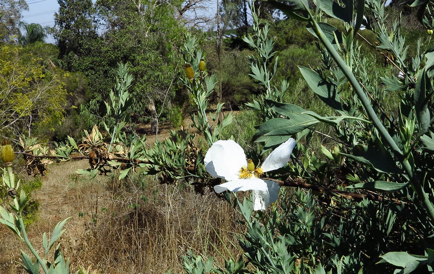 Image of Romneya coulteri specimen.