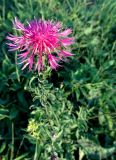 Centaurea scabiosa. Соцветие. Литва, г. Каунас, лес Клебонишкис. 22.09.2016.