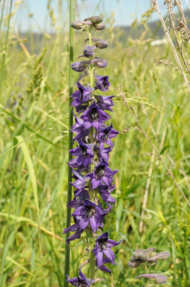 Изображение особи Delphinium confusum.