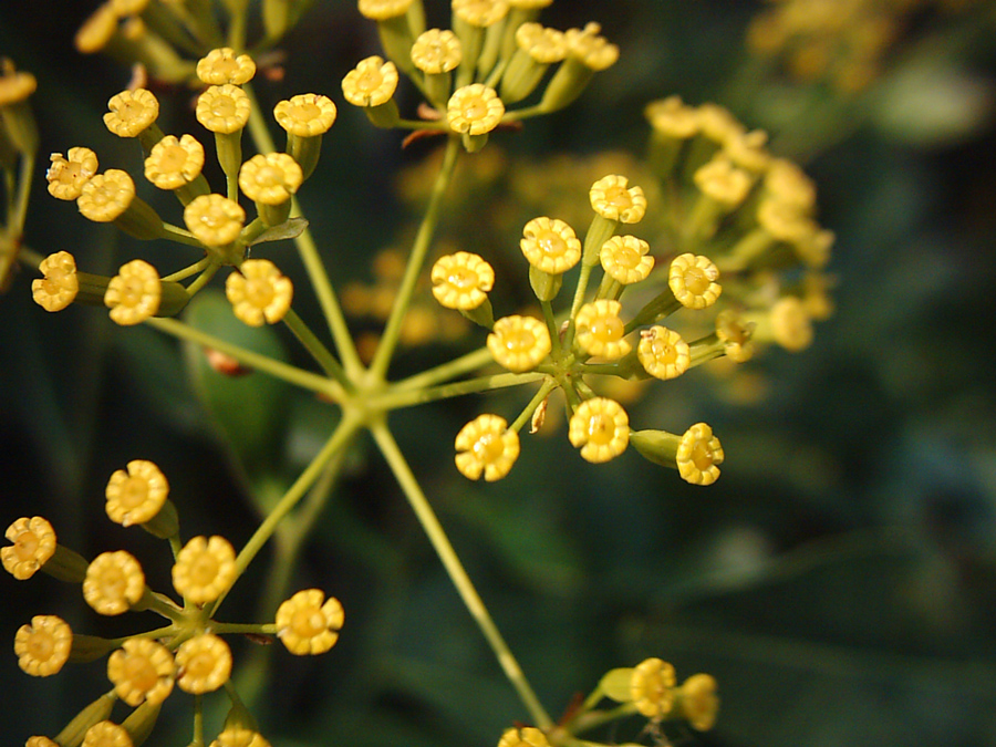 Изображение особи Bupleurum fruticosum.