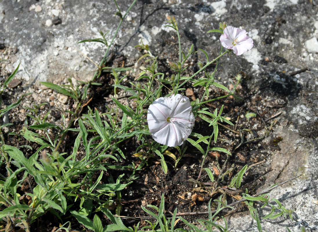 Image of Convolvulus cantabrica specimen.