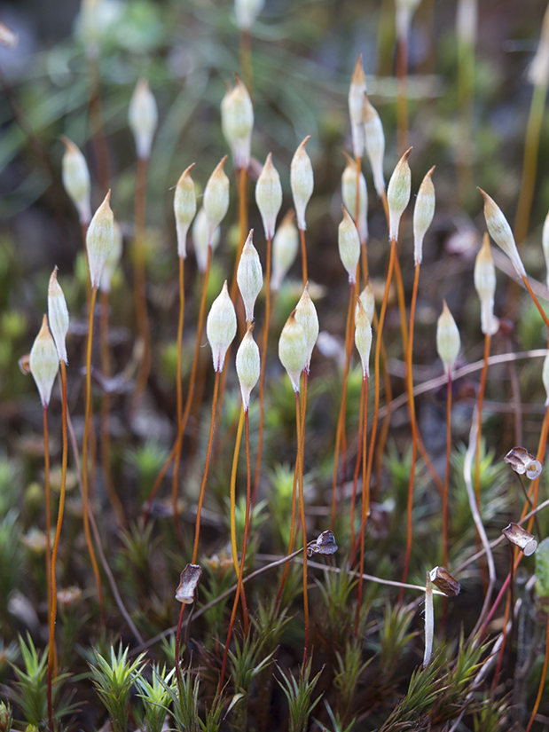 Изображение особи Polytrichum juniperinum.