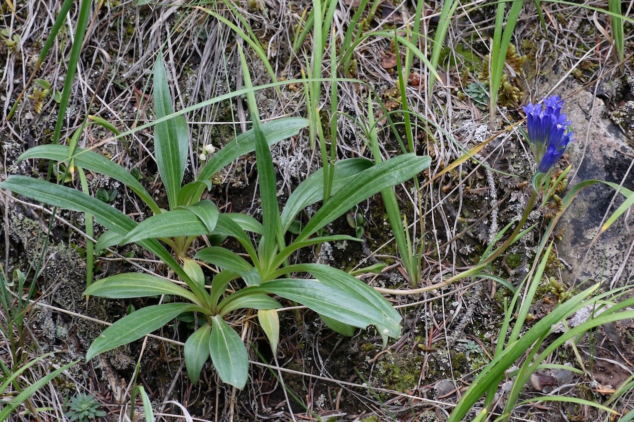 Image of Gentiana kirilowii specimen.