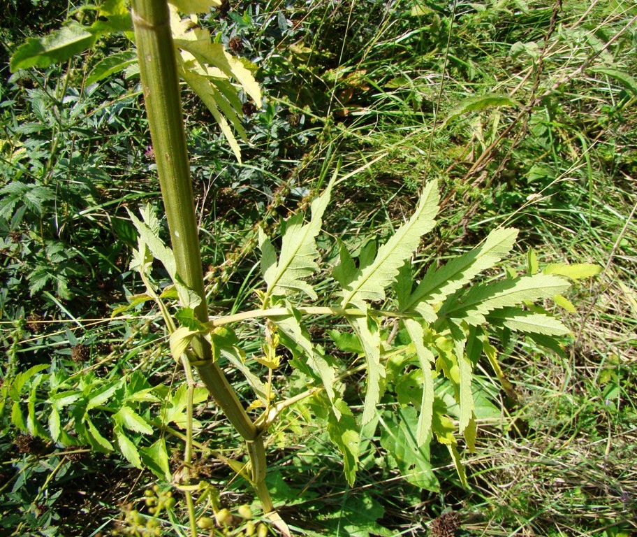 Изображение особи Pastinaca sylvestris.