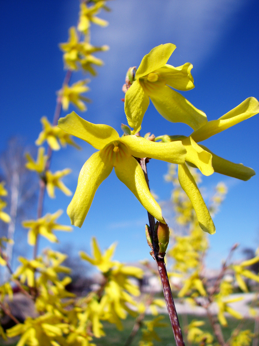 Изображение особи род Forsythia.