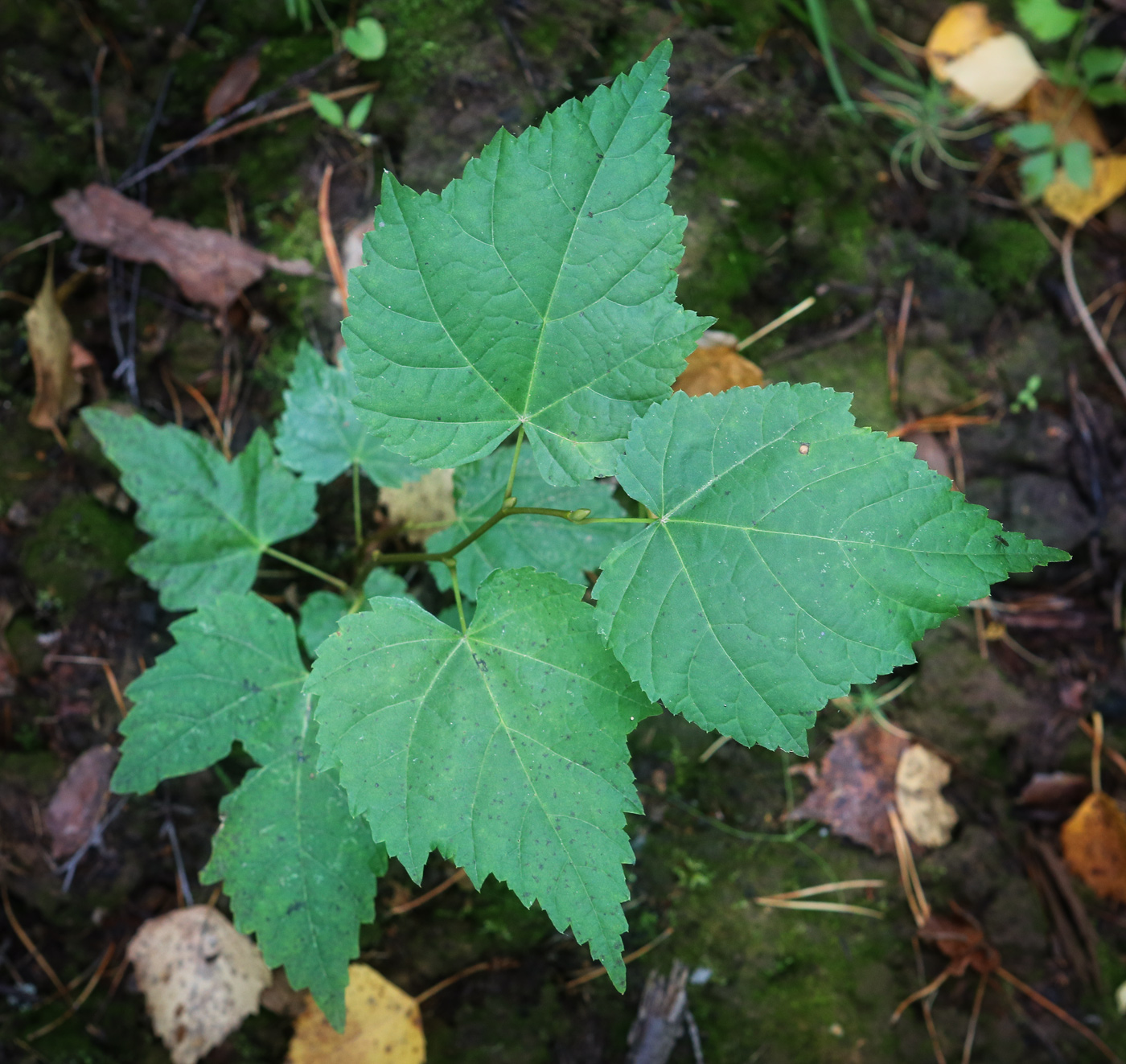 Изображение особи Tilia cordata.