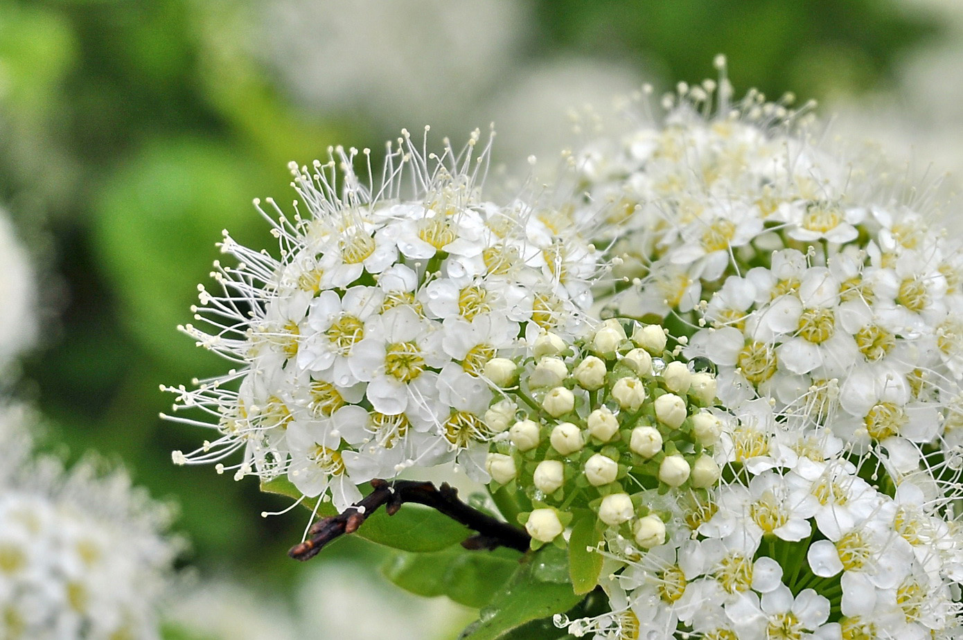 Image of genus Spiraea specimen.