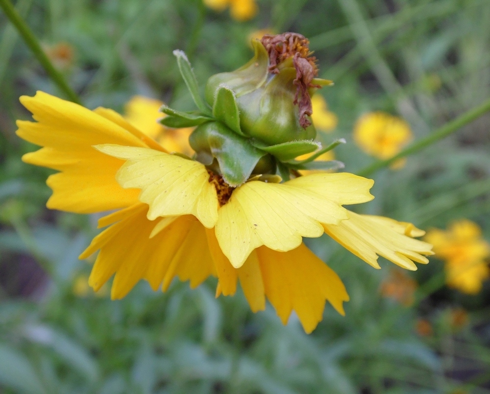 Image of Coreopsis grandiflora specimen.