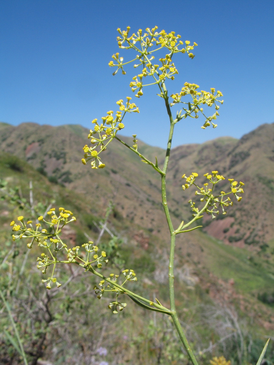 Image of Bupleurum exaltatum specimen.