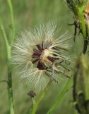 Hieracium filifolium. Соплодие с частично облетевшими семянками. Алтайский край, г. Барнаул, окр. пос. Южный, просека с луговой растительностью. 9 августа 2017 г.