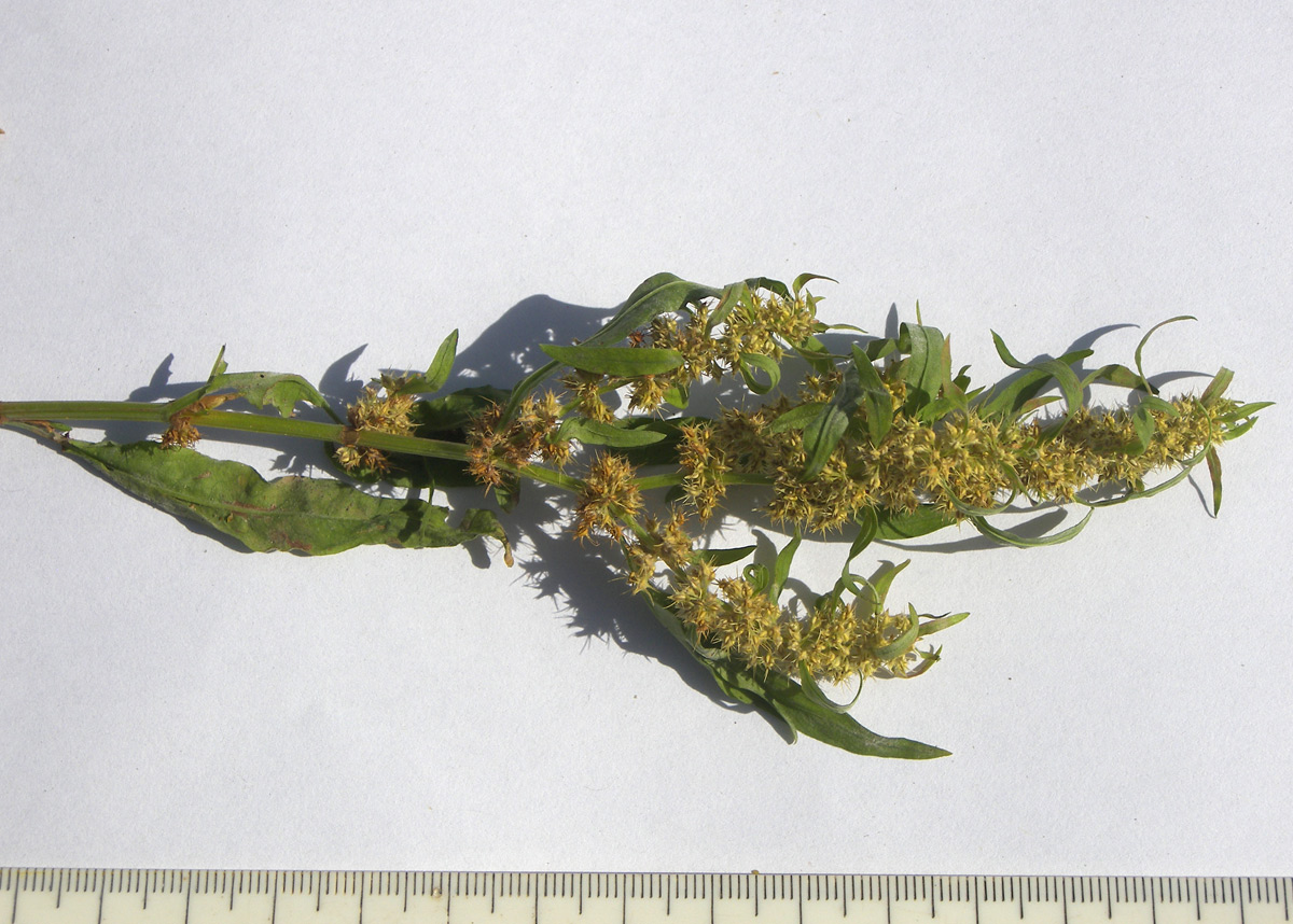 Image of Rumex maritimus specimen.