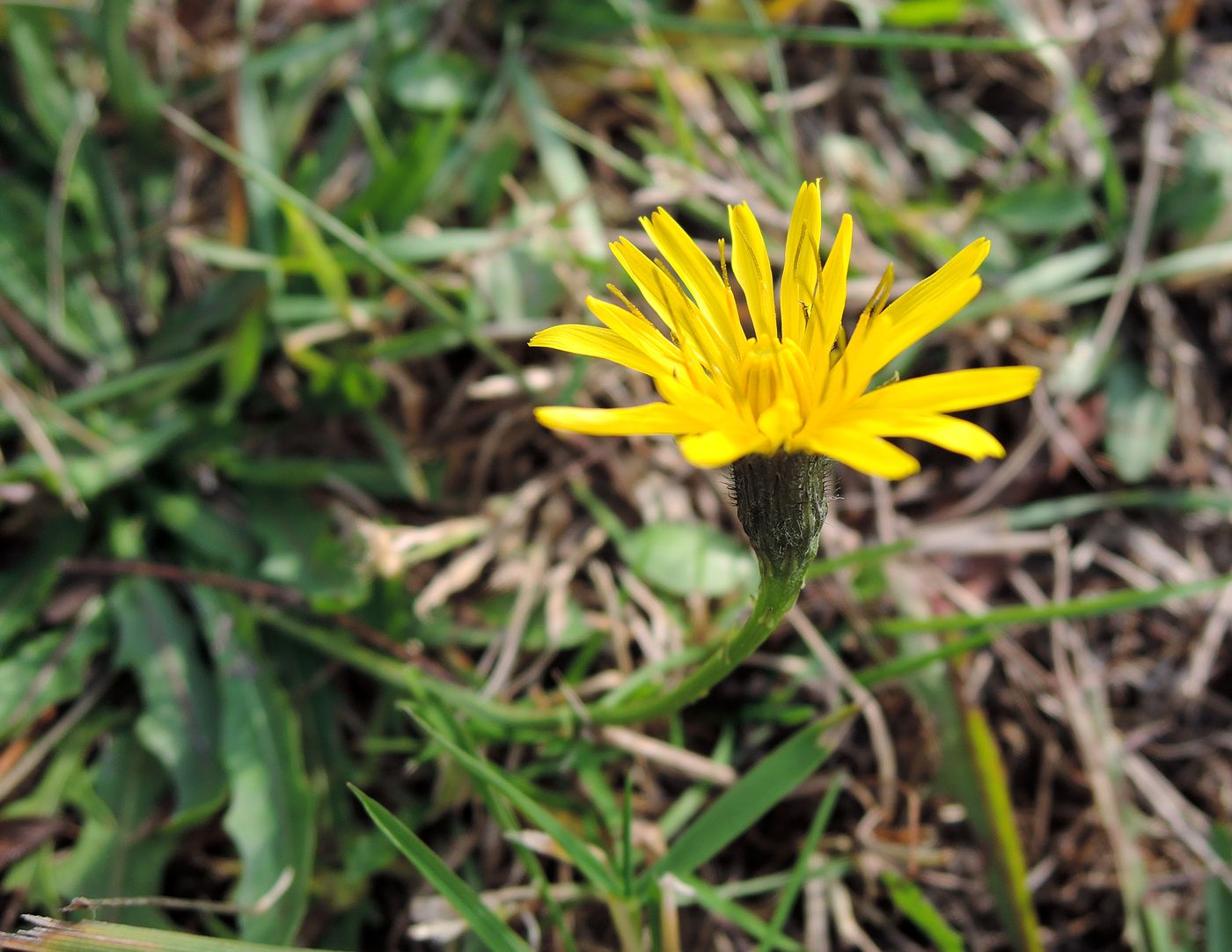 Image of Scorzoneroides autumnalis specimen.