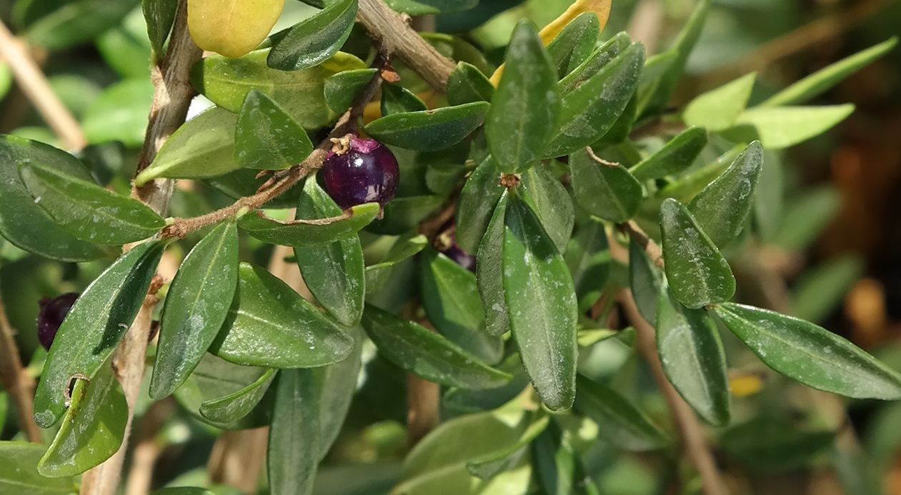 Image of Lonicera ligustrina var. yunnanensis specimen.